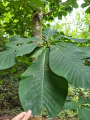 Magnolia officinalis