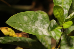 Golovinomyces magnicellulatus