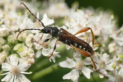 Stenopterus rufus