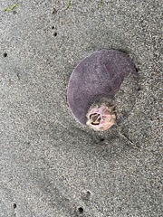 Paraconcavus pacificus