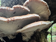 Ischnoderma benzoinum