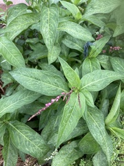 Persicaria decipiens