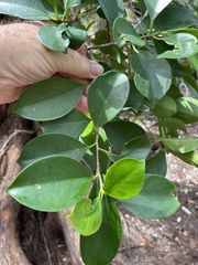 Ficus microcarpa