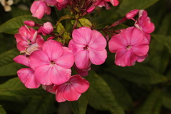 Golovinomyces magnicellulatus