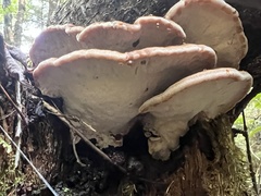 Ischnoderma benzoinum