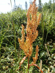 Rumex britannica