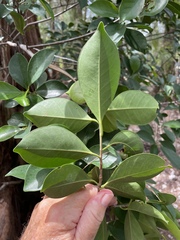 Ficus microcarpa