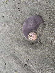 Paraconcavus pacificus