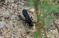 Dasymutilla ursus