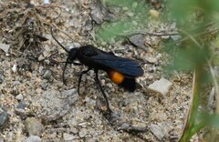 Dasymutilla ursus