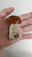 Leccinum aurantiacum