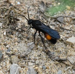 Dasymutilla ursus