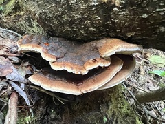 Ischnoderma benzoinum