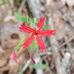 Silene virginica