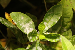 Golovinomyces magnicellulatus