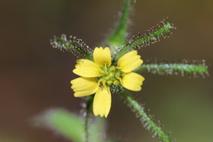 Sigesbeckia jorullensis