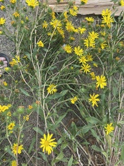 Grindelia integrifolia