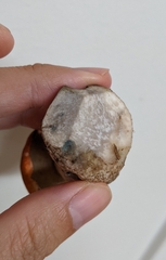 Leccinum aurantiacum