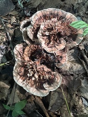 Hydnellum concrescens