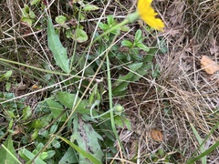 Crepis capillaris