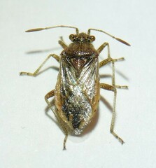 Rhopalus parumpunctatus