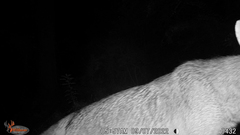 Urocyon cinereoargenteus