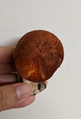 Leccinum aurantiacum