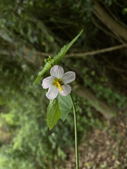 Kosteletzkya depressa