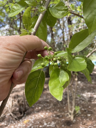 Premna serratifolia iNat (2)