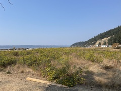 Grindelia integrifolia