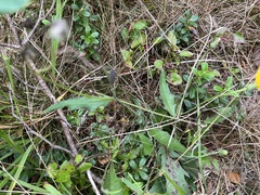Crepis capillaris