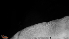 Urocyon cinereoargenteus