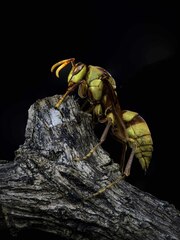 Polistes carnifex carnifex