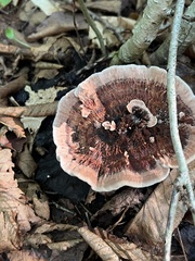 Hydnellum concrescens