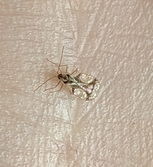 Stephanitis pyrioides