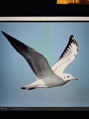 Chroicocephalus brunnicephalus