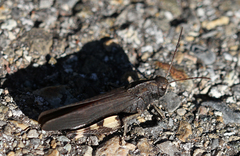 Psophus stridulus