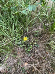 Crepis capillaris