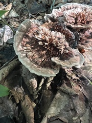 Hydnellum concrescens