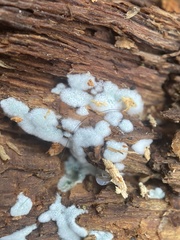 Trichoderma