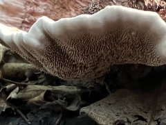 Hydnellum concrescens