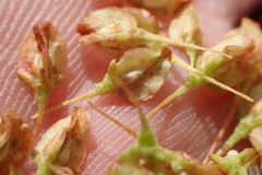Rumex britannica
