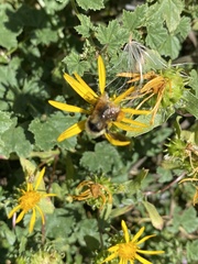 Bombus bifarius