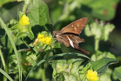 Chioides albofasciatus