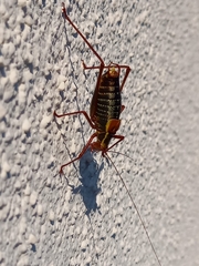 Barbitistes serricauda