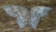 Chloropteryx