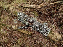 Hypogymnia physodes