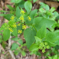 Thaspium trifoliatum