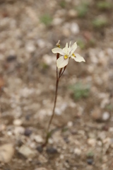 Moraea gawleri