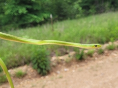 Opheodrys aestivus